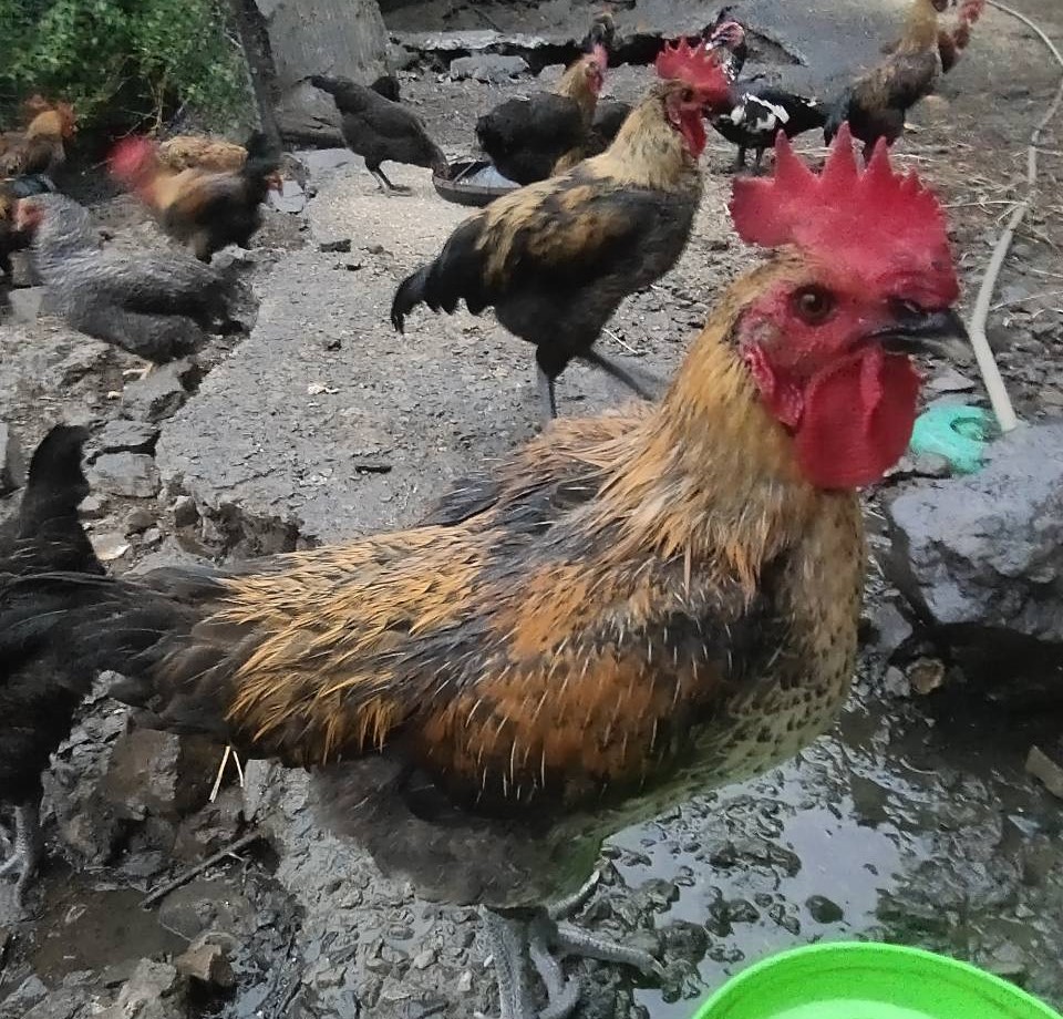 南投放山雞 品謙放山雞 仁愛互新三酸