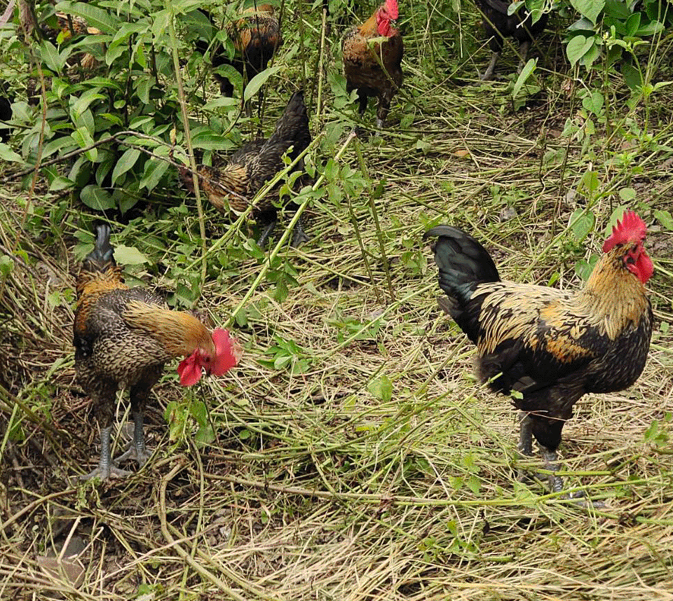 南投放山雞 品謙放山雞 仁愛互新三酸